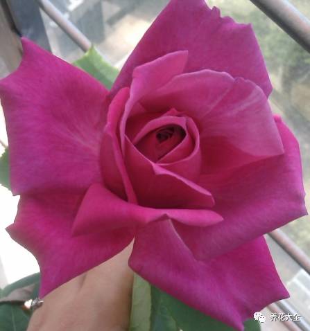 最美的十款月季品种推荐 (十种绝美的月季)