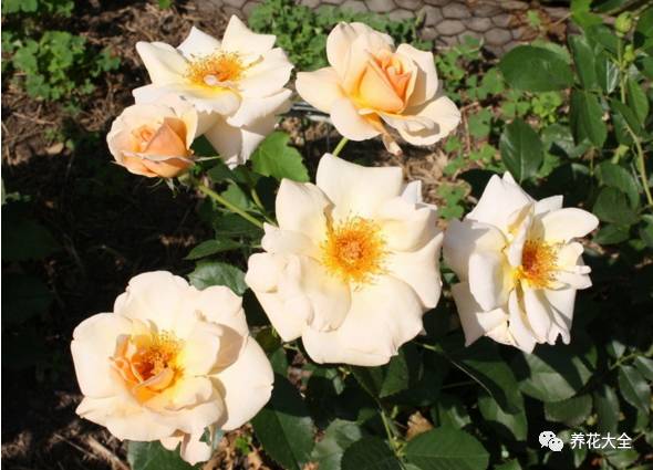 最美的十款月季品种推荐 (十种绝美的月季)