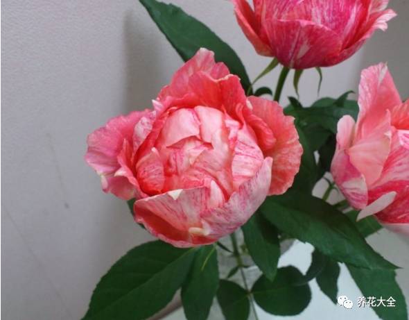 最美的十款月季品种推荐 (十种绝美的月季)