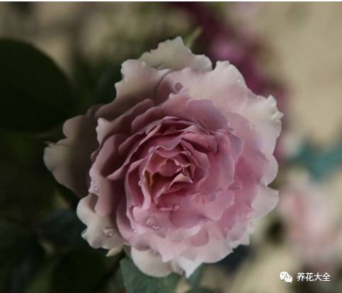 最美的十款月季品种推荐 (十种绝美的月季)