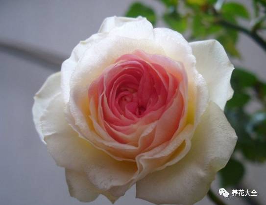 最美的十款月季品种推荐 (十种绝美的月季)