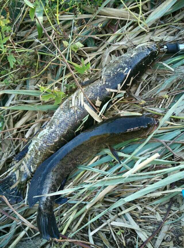 户外钓获最大鲫鱼,野钓擒获一尾九斤大鲫鱼