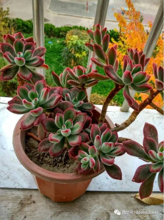 入多肉坑那些年踩过的误区,自从入了多肉坑