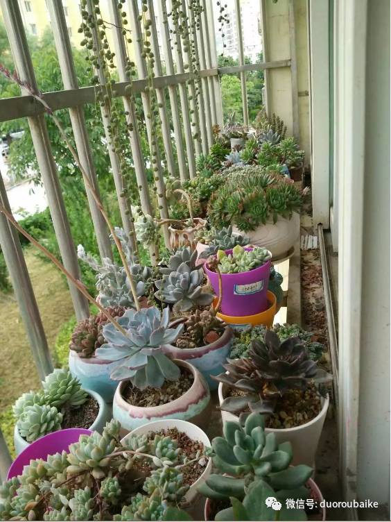 入多肉坑那些年踩过的误区,自从入了多肉坑