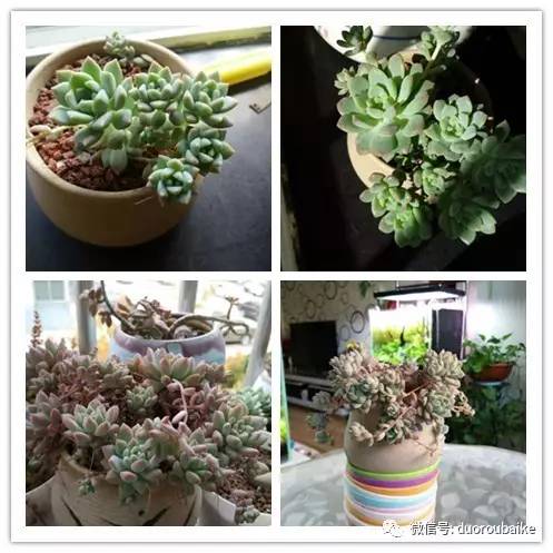 入多肉坑那些年踩过的误区,自从入了多肉坑