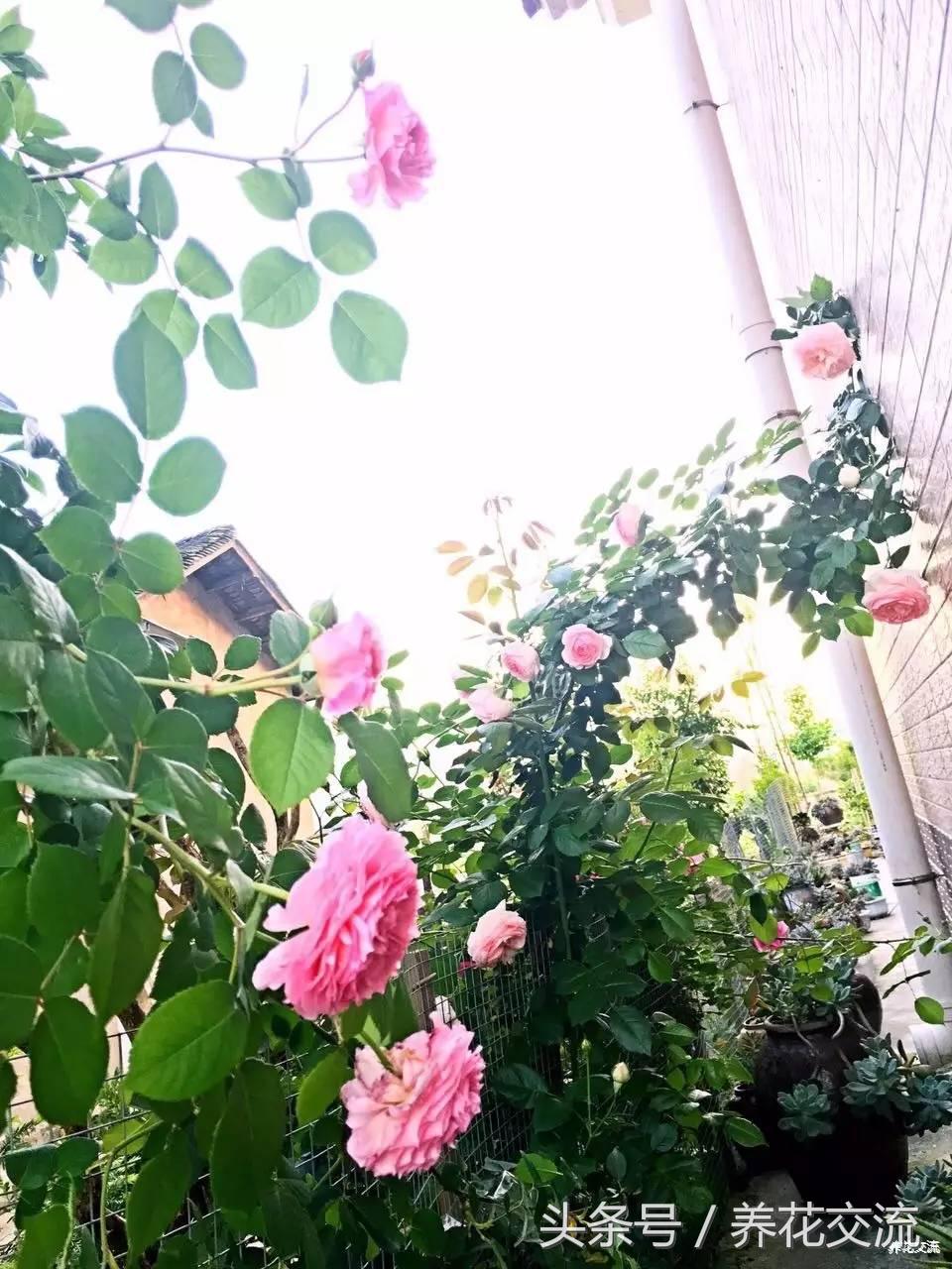为什么别人养的月季那么好,养好月季真正秘诀