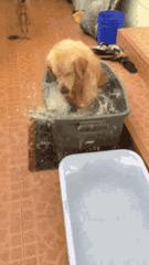 为啥不建议养金毛,为什么说不要轻易养金毛