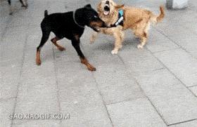 为啥不建议养金毛,为什么说不要轻易养金毛