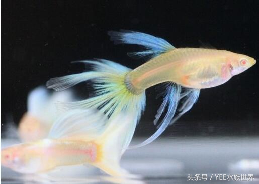 中草药防治鱼病效果好的有哪些,常用药治鱼病