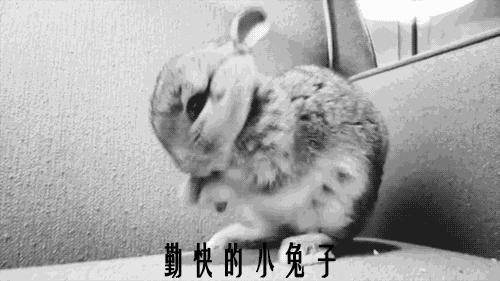 母荷兰猪可以做绝育手术吗,两只不同的荷兰猪可以绝育吗