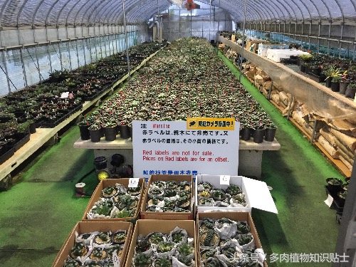 中日韩vs亚洲其他国家,中日韩比拼