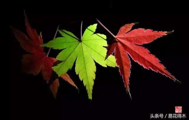 唐枫鸡爪槭红枫三角枫区别,鸡爪槭和红枫还有三角枫