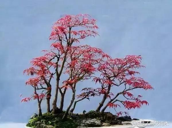 唐枫鸡爪槭红枫三角枫区别,鸡爪槭和红枫还有三角枫