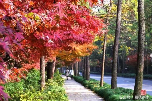 唐枫鸡爪槭红枫三角枫区别,鸡爪槭和红枫还有三角枫