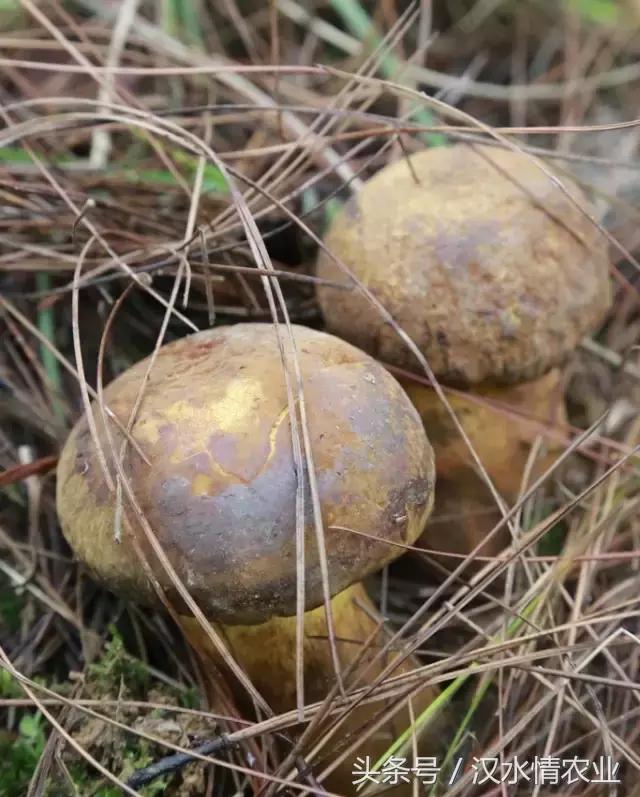 安康必吃的美食排行榜,安康最正宗的食物