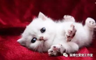 怎么看猫咪有没有猫藓啊,你的猫咪有什么坏习惯