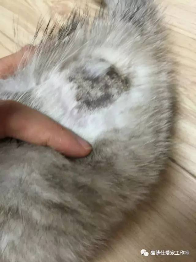 怎么看猫咪有没有猫藓啊,你的猫咪有什么坏习惯