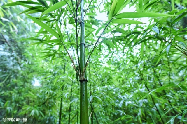 西樵山下黄飞鸿的故乡,黄飞鸿故里佛山哪里