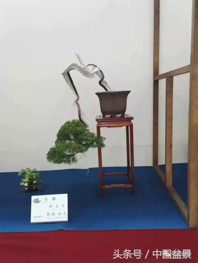 现在什么盆景最有前景,盆景创业未来前景如何