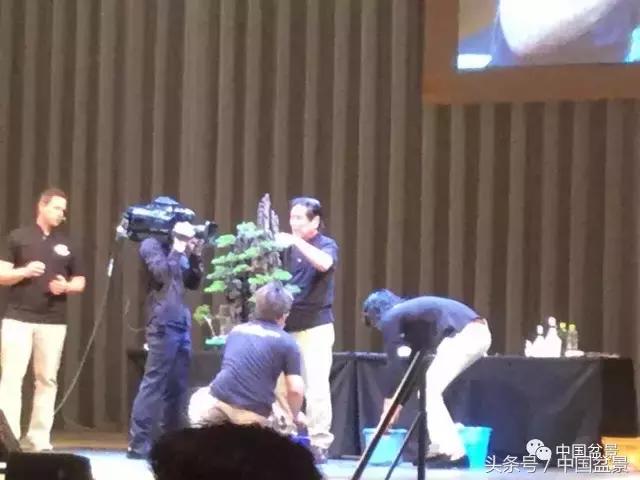 现在什么盆景最有前景,盆景创业未来前景如何