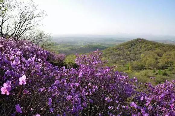 西安3月底周边赏花踏青一日游,武汉踏青自驾一日游推荐