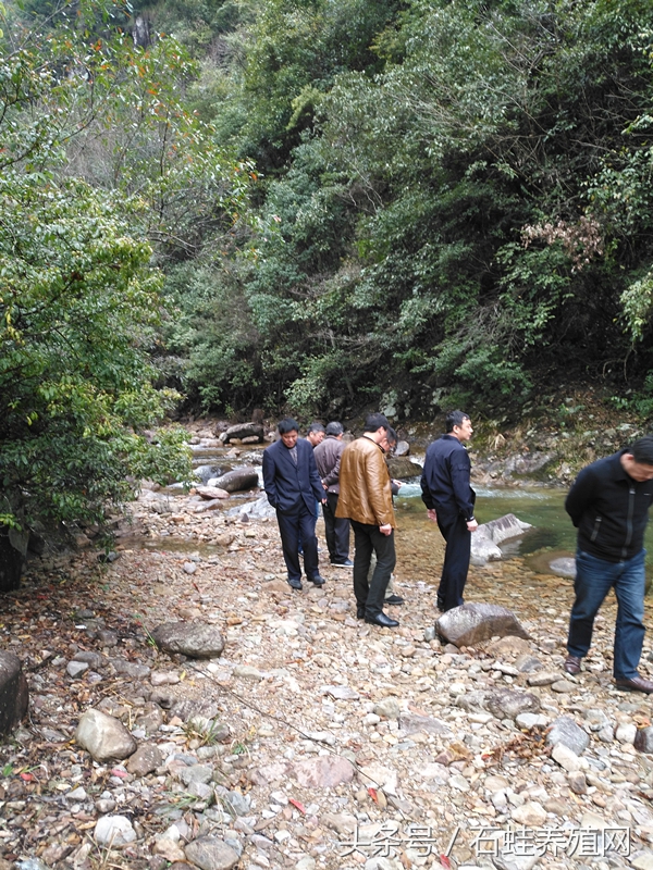 石蛙养殖视频十五分钟以上的,石蛙养殖直播