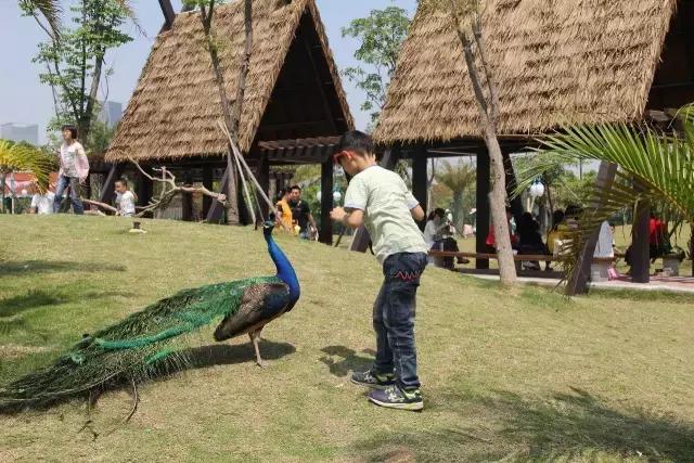 厦门灵玲国际马戏城大不大,五一厦门灵玲国际马戏