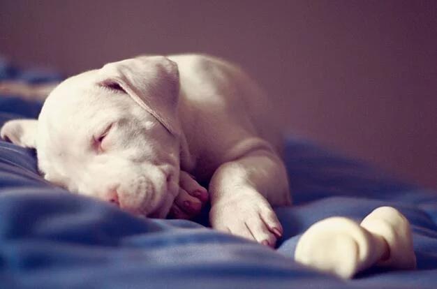 杜高适合什么温度喂养,如何养好一只杜高