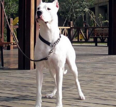 杜高适合什么温度喂养,如何养好一只杜高