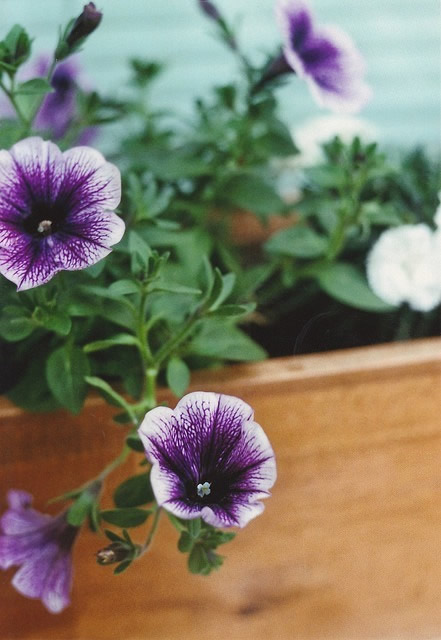 我怎么敢倒下我身后空无一人,我怎能倒下身后空无一人壁纸