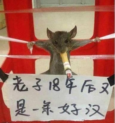 有这样的丈母娘姑爷何愁活得久！