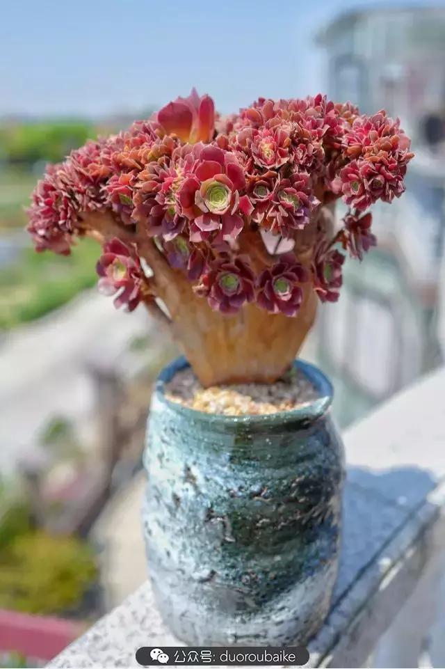 多肉新手入坑10大误区,多肉入坑法师