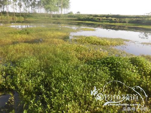 假日野钓鲫鱼,假日河边钓鲫鱼