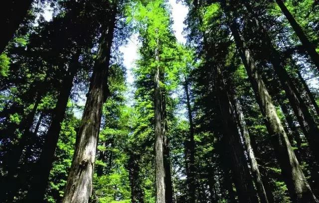 万万没想到，PM2.5二次生成，树木也有“贡献”