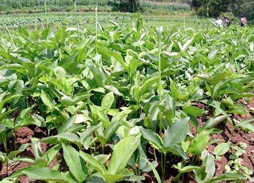 2023年药材最新价格行情,2020年1月25日中药材市场行情