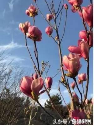 创文明城市特别策划：“我眼中最美春天”随后拍作品7