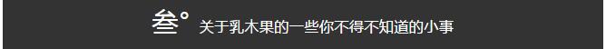 美妆干货：乳木果和牛油果是不是同一个东西？