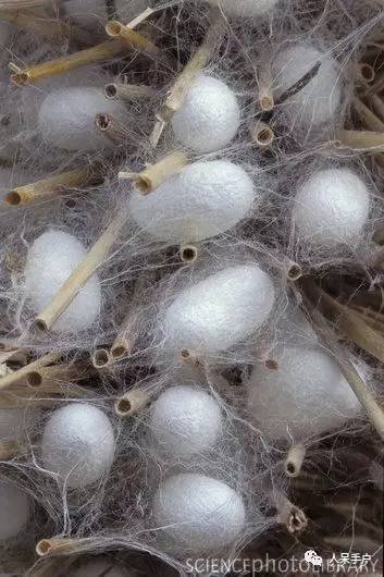 可爱的蚕宝宝怎么做,可爱的蚕宝宝