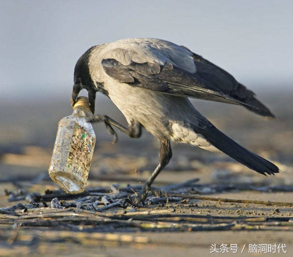 来！给鸦哥上支烟！