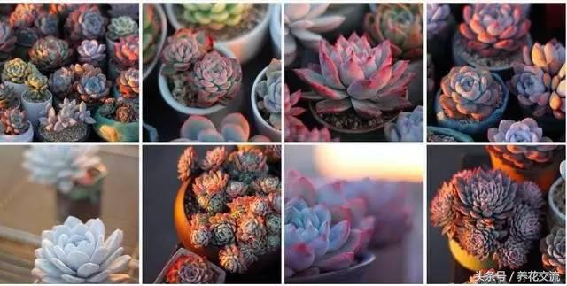 多肉植物以前丢路边都没人要，为什么现在的年轻人抢着买？