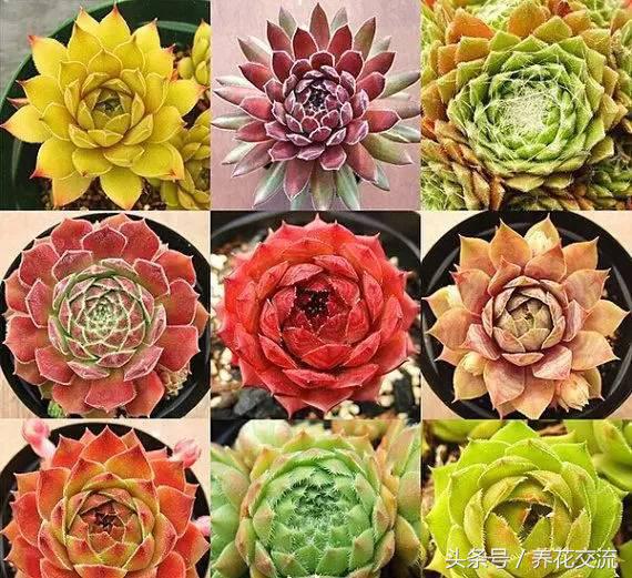 多肉植物以前丢路边都没人要，为什么现在的年轻人抢着买？