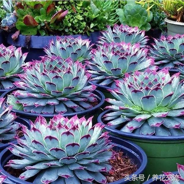 多肉植物以前丢路边都没人要，为什么现在的年轻人抢着买？