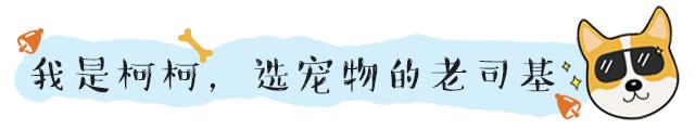 犬舍喂养幼犬的方法,新手零基础怎么养幼犬