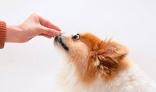 犬舍喂养幼犬的方法,新手零基础怎么养幼犬