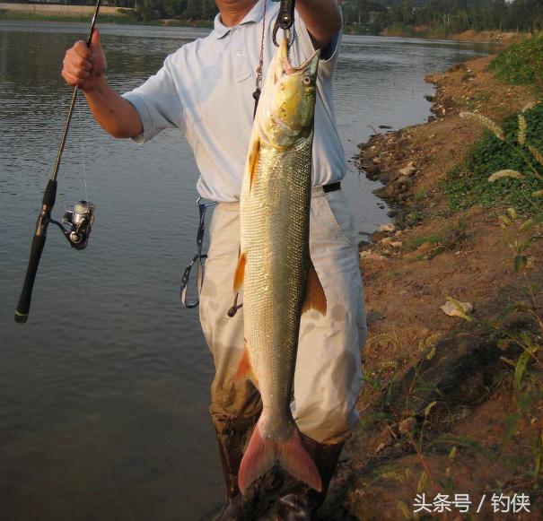 钓鱼淡水鱼的种类区分,钓鱼人大熊盘点20种常见的淡水鱼