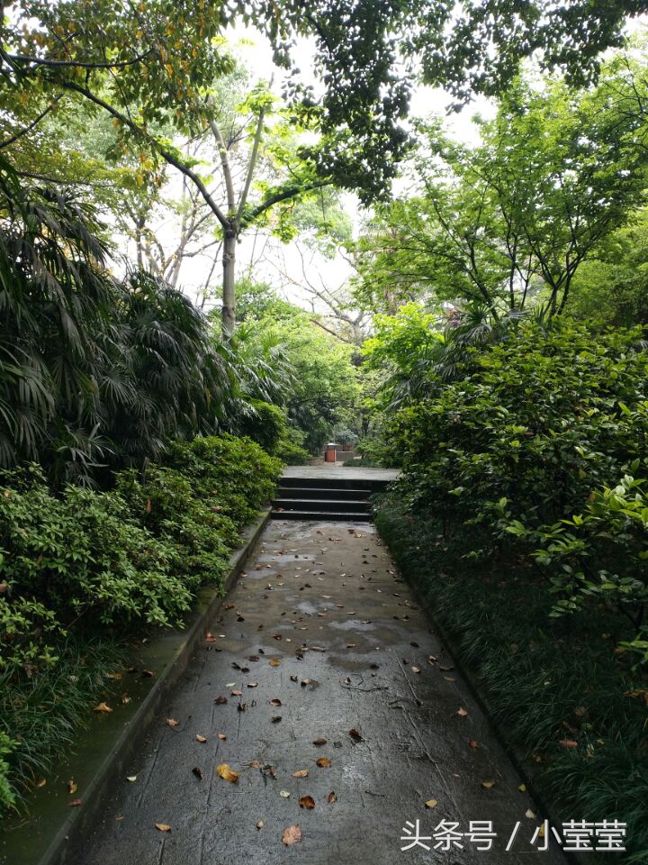 重庆龙缸景区偶遇外国人,重庆望远鹅岭公园视频