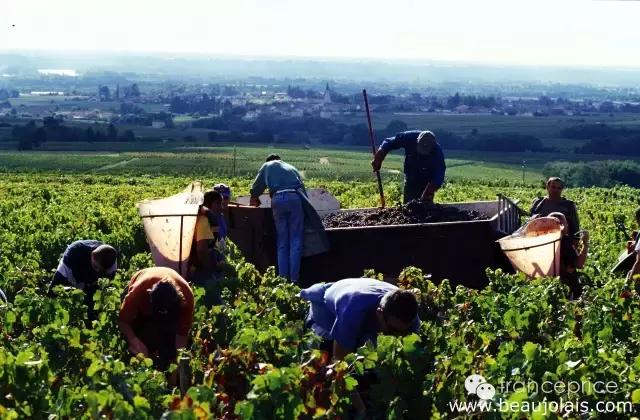 法国博若莱康帝旧桶红酒怎么样,法国2023年博若莱新酒