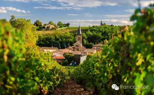 法国博若莱康帝旧桶红酒怎么样,法国2023年博若莱新酒