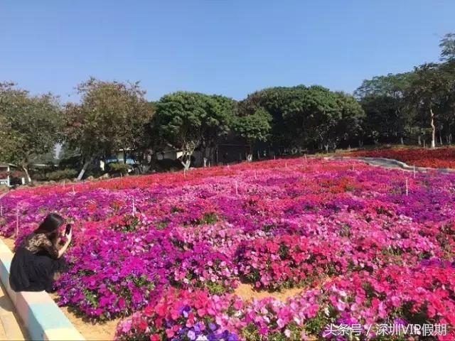 从化毅华温泉特色,从化毅华温泉旅游攻略