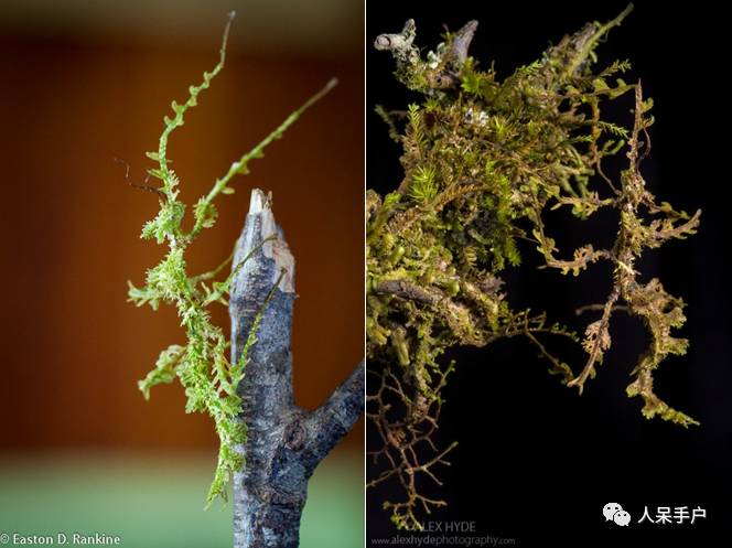 集结拍案称奇的拟态大师